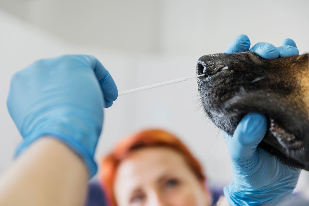 ¿Sabía que el 61 % de las enfermedades infecciosas humanas provienen o se comparten con los animales? Descubre por qué la clave está en cuidar el medio ambiente: